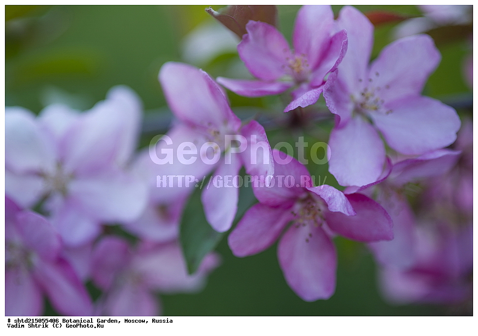 ������������ ���, �������, ����������, ������, ������, ��������, �����, ������ ��������, ���������� ��������, ������� ��������, ������� ��������, ������, �����, XYZ, ������������, �������, �����������, Rosaceae, ������ ��������, ������ ����������, Malus domestica