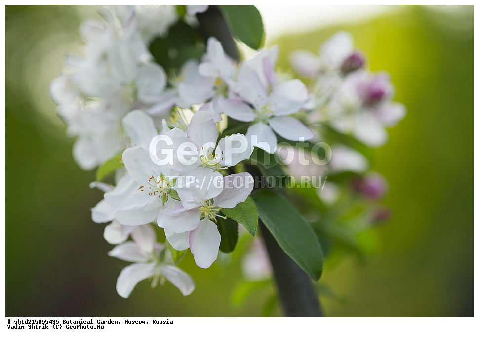 ������, ������������ ���, �������, ����������, ������, ������, ��������, �����, ������ ��������, ���������� ��������, ������� ��������, ������� ��������, ������, �����, XYZ, ������������, �������, �����������, Rosaceae, ������ ��������, ������ ����������, Malus domestica