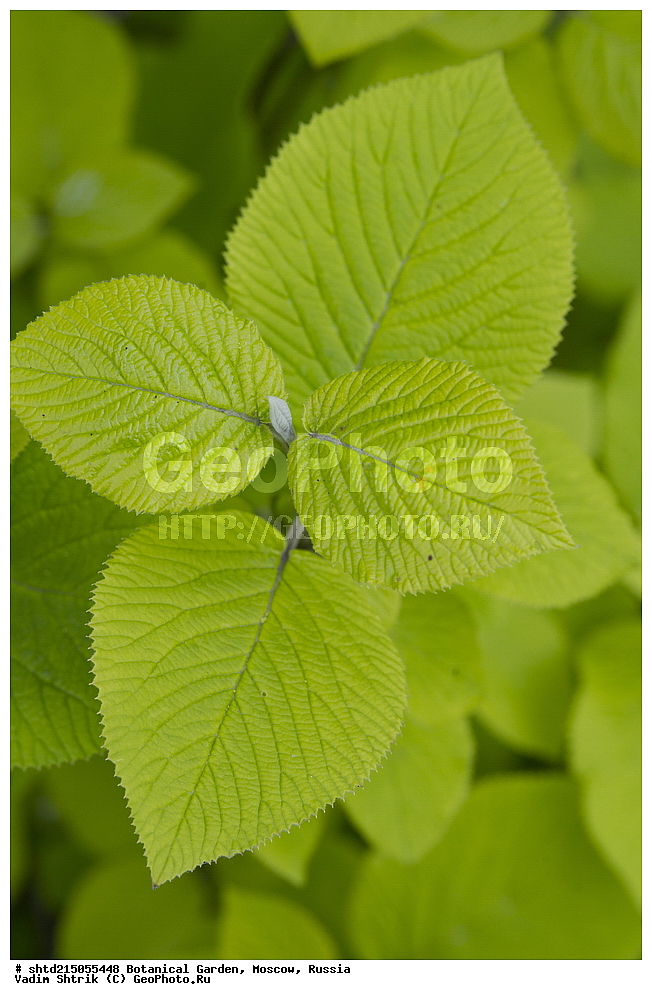 ������������ ���, �������, ����������, ������, ������, ��������, �����