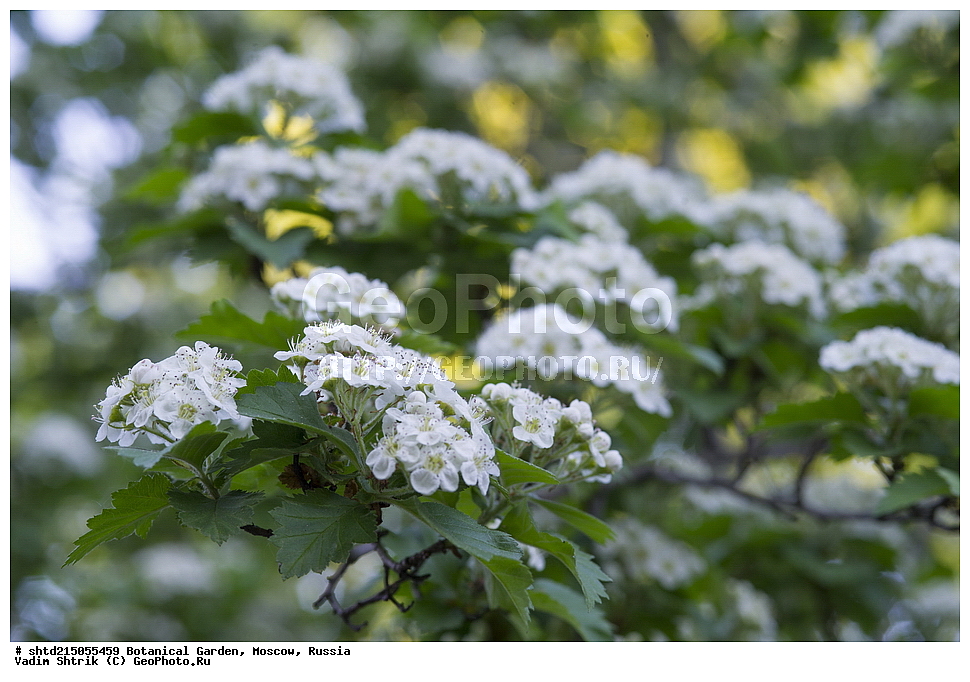 ������������ ���, �������, ����������, ������, ������, ��������, �����, ������ ��������, ���������� ��������, ������� ��������, ������� ��������, ������, �����, XYZ, ������������, �������, �����������, Rosaceae, ���������, Crataegus sp.