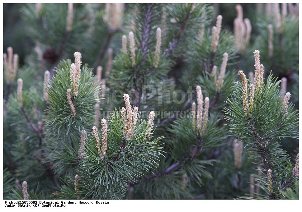  ������� ��������, ������������ ���, �������, ����������, ������, ������, ������ ��������, �����, ���������� ��������, ������������ ��������, ������������ ��������, XYZ, ��������, Pinaceae, ����� ������������, ����� �������, ����� ������, ����� �������, Pinus sylvestris