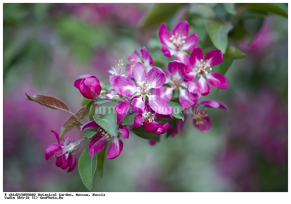 ������������ ���, �������, ����������, ������, ������, ��������, �����, ������ ��������, ���������� ��������, ������� ��������, ������� ��������, ������, �����, XYZ, ������������, �������, �����������, Rosaceae, ������ ��������, ������ ����������, Malus domestica