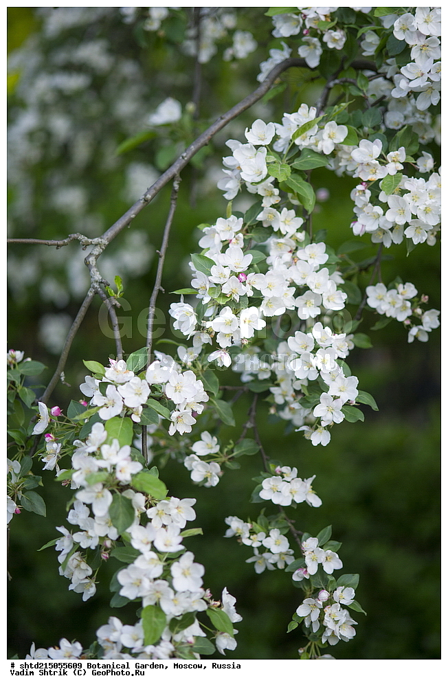 ������������ ���, �������, ����������, ������, ������, ��������, �����, ������ ��������, ���������� ��������, ������� ��������, ������� ��������, ������, �����, XYZ, ������������, �������, �����������, Rosaceae, ������ ��������, ������ ����������, Malus domestica