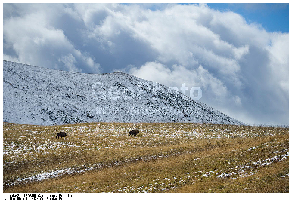 ������������� ����, ���������� ������, ���������-���������� ����������, ������, ���, ������, �������� ������, ���������� ��������������� ����������, �����, ���������� ��������������� ��������� ���������� ���������� ����� �. �. �����������, ������ ������ ���, ������� ���, ��������, ��������, �������������, �������������, �����, �����, XYZ, ���������, Bovidae, ����, ����������� ����, Bison bonasus, ������, ����������, ����������, ������, ����������, ����������