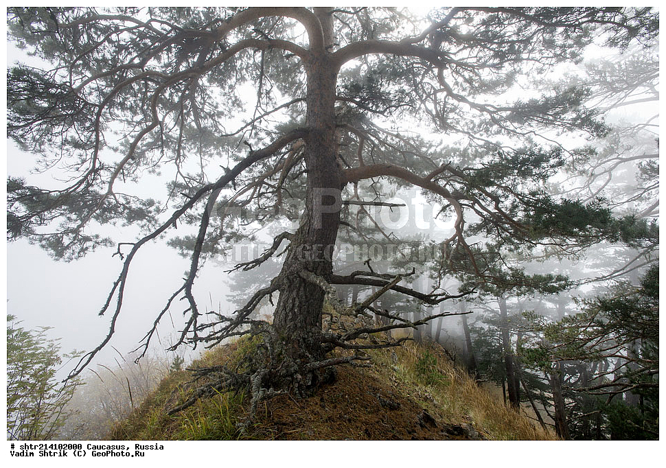 ������������� ����, ���������� ������, ���������-���������� ����������, ������, ���, ������, �������� ������, ���������� ��������������� ����������, �����, ���������� ��������������� ��������� ���������� ���������� ����� �. �. �����������, ������� �����, ����, �������� ���, ���, �����, ������