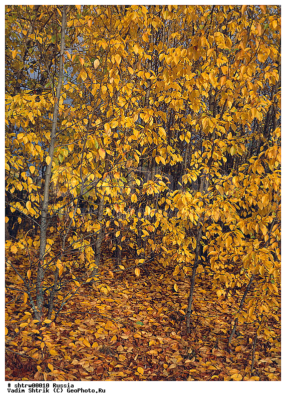 large format, ������, ������, ���������, ���, ������, ������� ������, �����, �����, ������� ������, ������� �����, ������� ������