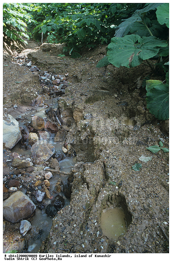 ������� ������, �������, ������, ����� ������, ��������, ��������, �������, ����, ���������� �������, ����������, ����������, �����, �������������, �����, �����, XYZ, ��������, Ursidae, ����� �������, ������������ �������, Ursus arctos