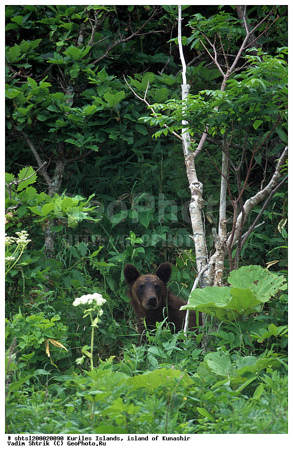 ������� ������, �������, ������, ����� ������, ��������, �������� , �������, ����, ���������� �������, ����������, ����������, �������������, �����, �����, XYZ, ��������, Ursidae, ����� �������, ������������ �������, Ursus arctos