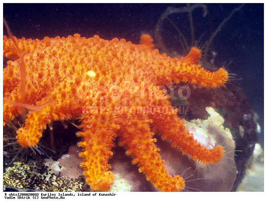 ������� ������, �������, ������, ����� ������, ��������, ��������, ����, ����������, ����������