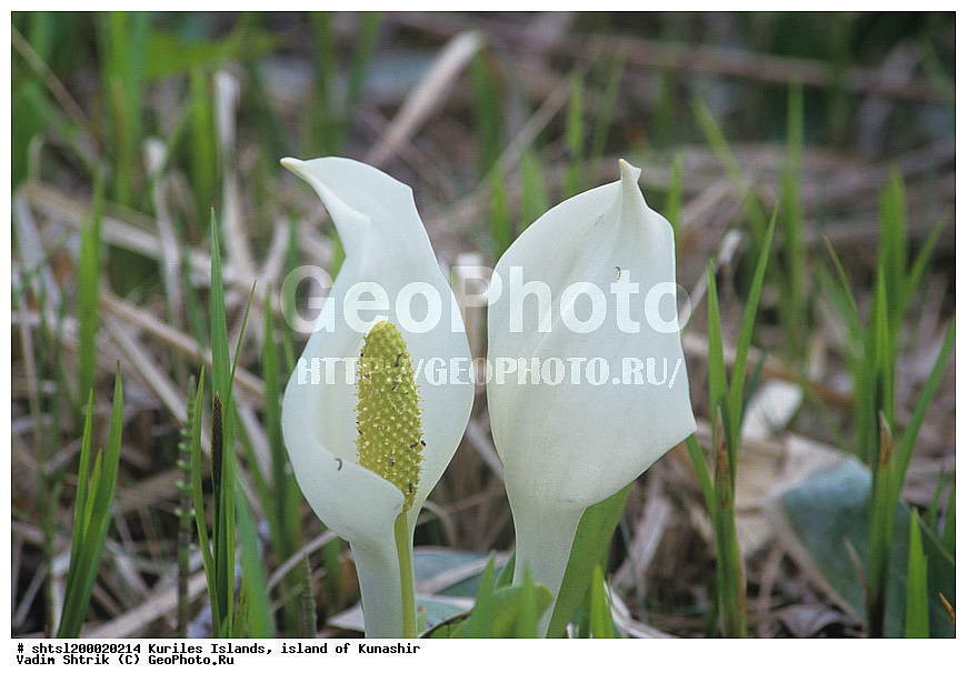 ������� ������, �������, ������, ����� ������, ��������, ���������, ����, ����������, ����������, ��������, ���������, �����