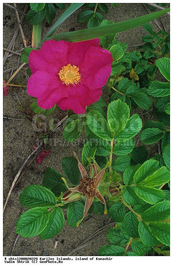 ������� ������, �������, ������, ����� ������, ��������, ���������, ����, ����������, ����������, ��������, ���������, �����