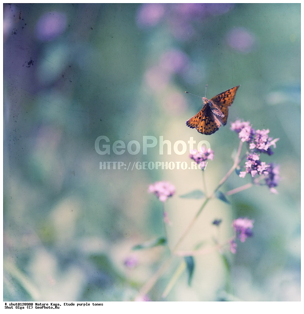 �������, ����, ����, ���������� ����, �����, ������, ������ ������������, �������, 