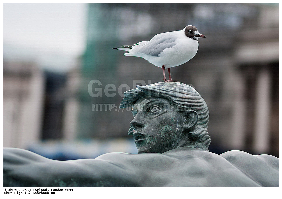 ������, ������, 2011, �����������, ����� ������, ��������, �����, ������, ����������, 