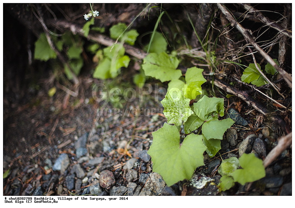 ��������, ������, �������, ������, ������������, ���������� �����, 2014 ���, �����, ������, ����, ������