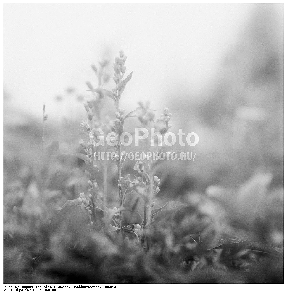 Южный Урал, Урал, Гора Иремель,  Иремель, Республика Башкортостан, Башкирия, этюды, Цветы,Природный парк Иремель, Природный парк