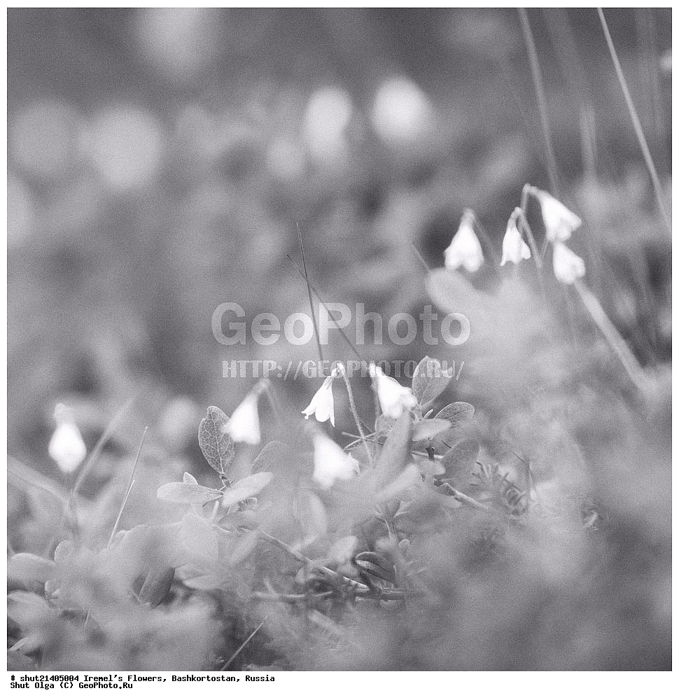 Южный Урал, Гора Иремель, Республика Башкортостан, Башкирия, этюды, Цветы, , Природный парк Иремель, Иремель