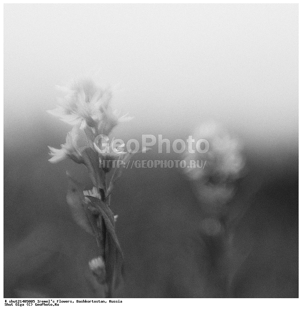 Южный Урал, Урал, Гора Иремель,  Иремель, Республика Башкортостан, Башкирия, этюды, Цветы,Природный парк Иремель, Природный парк