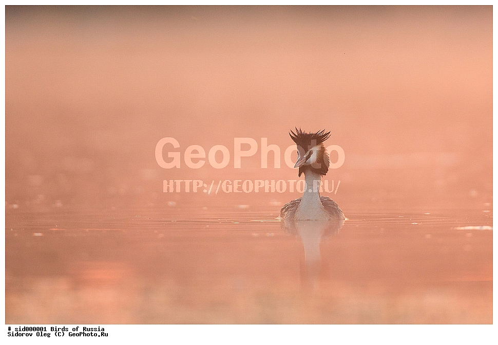 �����, ��������, ������, ����� �������, �����, ������� �������,, ��������, ��������, �����, �����, ��������, �����������, ������� �����, ������� �����, XYZ, ����������, Podicipedidae, �����