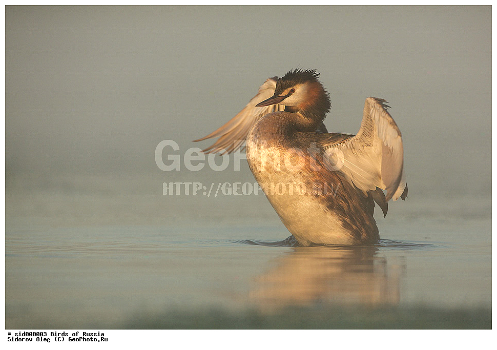 �����, ��������, ������, ����� �������, �����, ������� �������,, ��������, ��������, �����, �����, ��������, �����������, ������� �����, ������� �����, XYZ, ����������, Podicipedidae, �����