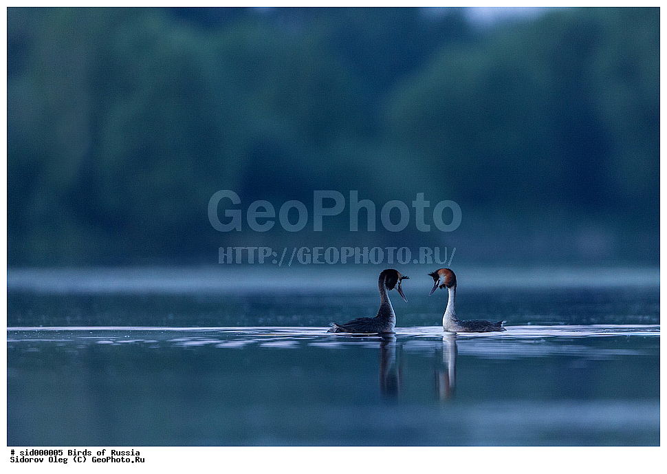 �����, ��������, ������, ����� �������, �����, ������� �������,, ��������, ��������, �����, �����, ��������, �����������, ������� �����, ������� �����, XYZ, ����������, Podicipedidae, �����