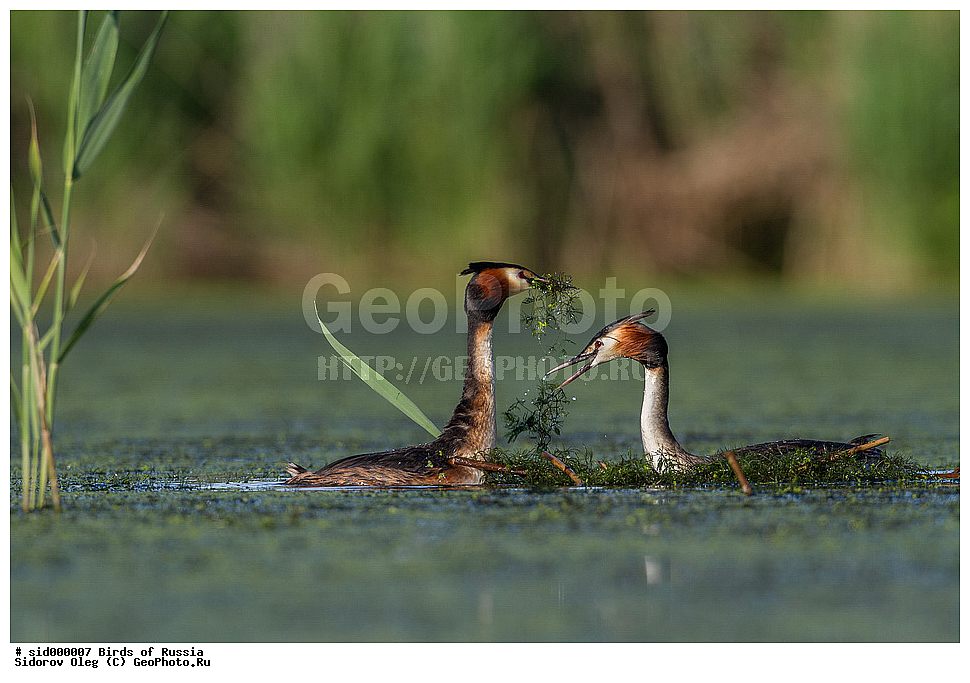 �����, ��������, ������, ����� �������, �����, ������� �������,, ��������, ��������, �����, �����, ��������, �����������, ������� �����, ������� �����, XYZ, ����������, Podicipedidae, �����