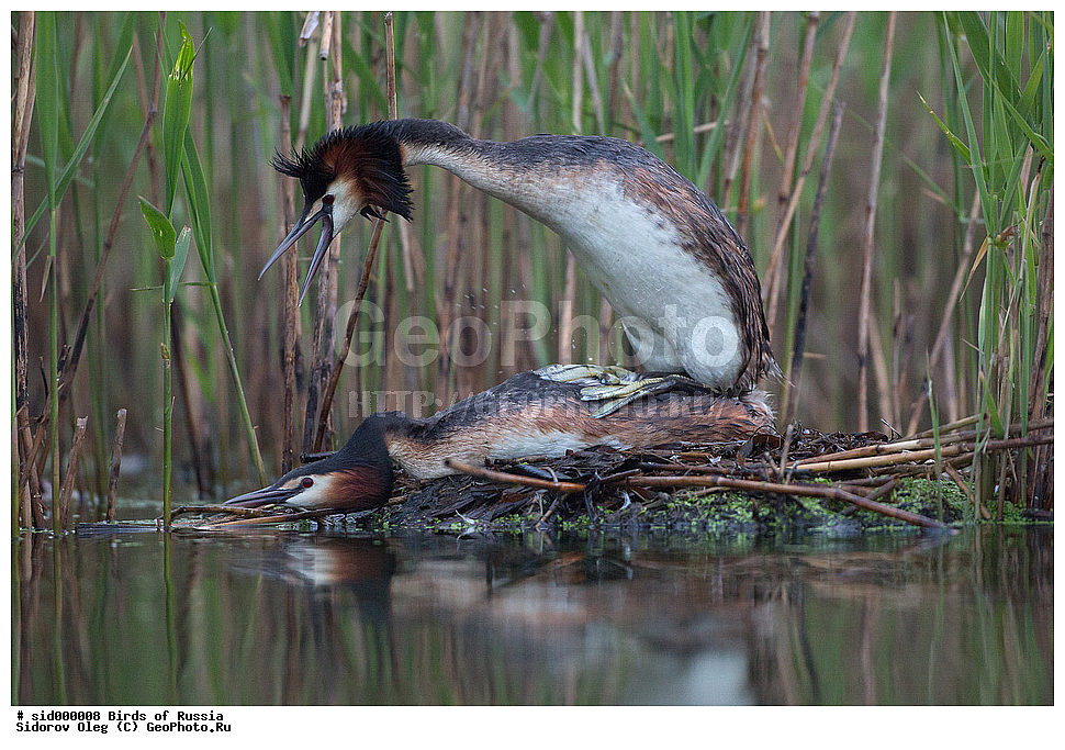 �����, ��������, ������, ����� �������, �����, ������� �������,, ��������, ��������, �����, �����, ��������, �����������, ������� �����, ������� �����, XYZ, ����������, Podicipedidae, �����