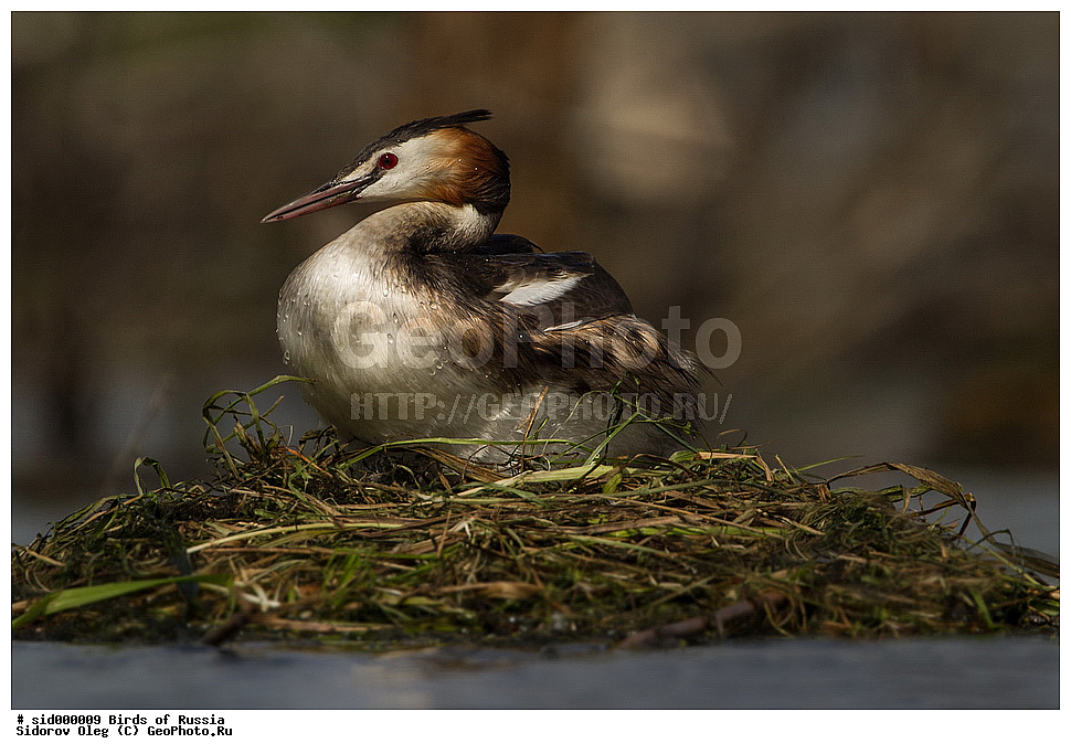 �����, ��������, ������, ����� �������, �����, ������� �������,, ��������, ��������, �����, �����, ��������, �����������, ������� �����, ������� �����, XYZ, ����������, Podicipedidae, �����