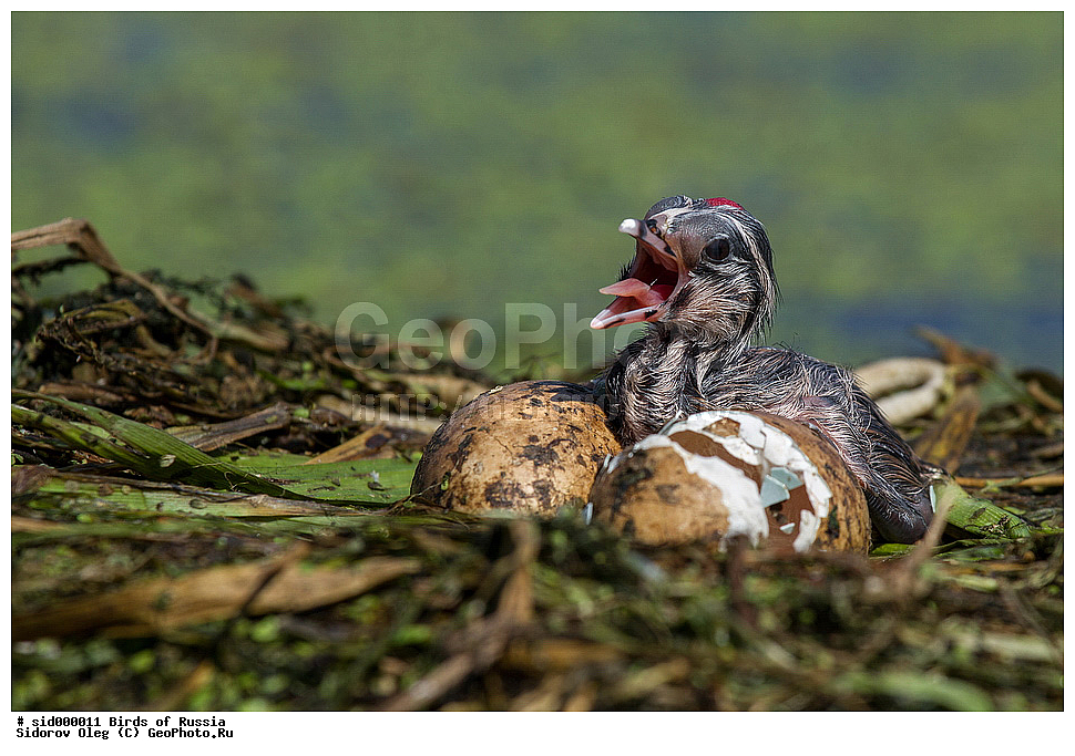 �����, ��������, ������, ����� �������, �����, ������� �������,, ��������, ��������, �����, �����, ��������, �����������, ������� �����, ������� �����, XYZ, ����������, Podicipedidae, �����