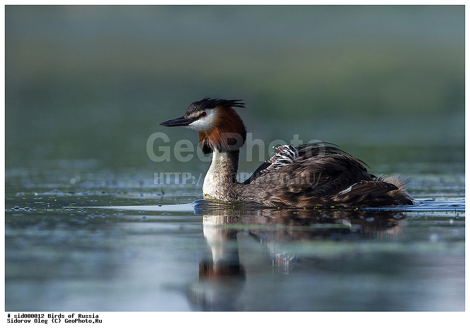 �����, ��������, ������, ����� �������, �����, ������� �������,, ��������, ��������, �����, �����, ��������, �����������, ������� �����, ������� �����, XYZ, ����������, Podicipedidae, �����