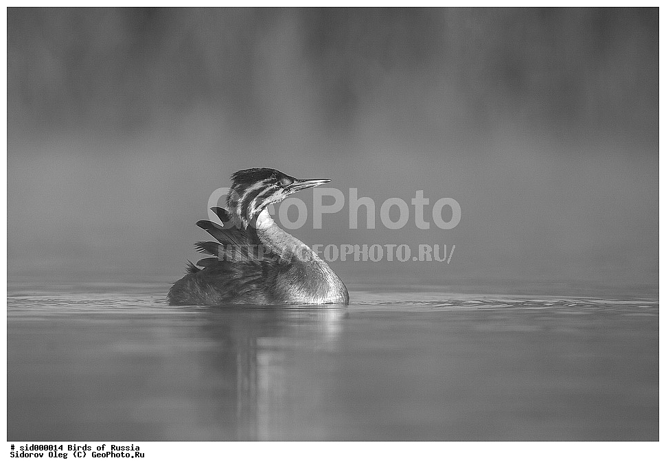 �����, ��������, ������, ����� �������, �����, ������� �������,, ��������, ��������, �����, �����, ��������, �����������, ������� �����, ������� �����, XYZ, ����������, Podicipedidae, �����