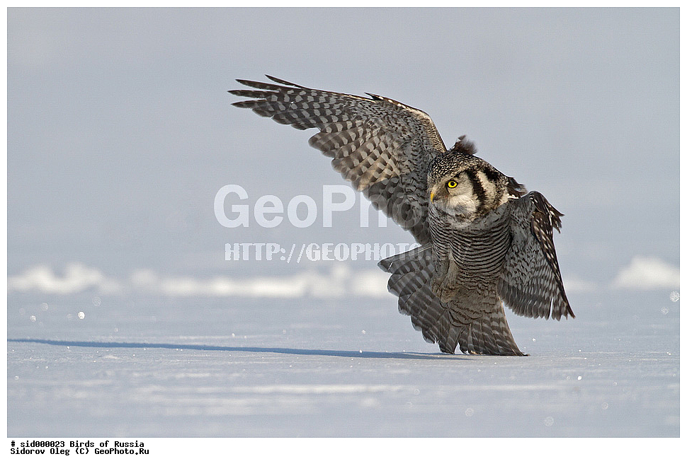 �����, ��������, ������, ����� �������, ���������� ����, ��������, ��������, �����, �����, ��������, �����������, ������ �����, ������ �����, XYZ, �������, ��������� ����, Strigidae, ���������� ����, Surnia ulula