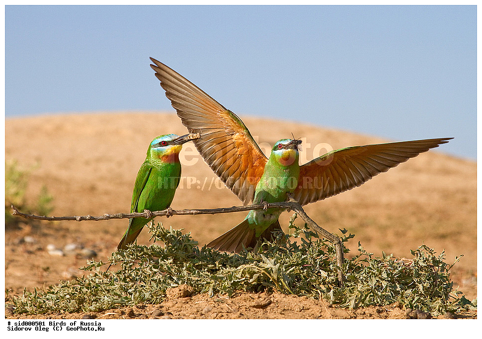 �����, ��������, ������, ����� �������, ������� �����, ��������, ��������, ��������, �����������, �����, �����, XYZ, ��������, Meropidae, ������� �����, ������ �����, Merops persicus