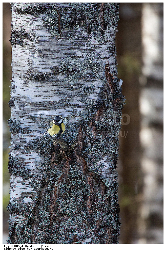 �����, ��������, ������, ����� �������, ������� ������, ��������, ��������, ��������, �����������, �����, �����, XYZ, ���������, Paridae, ������� ������, �������, Parus major