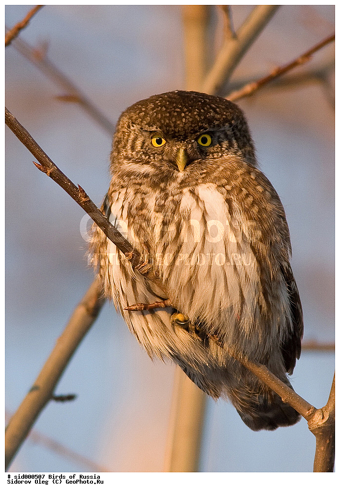 �����, ��������, ������, ����� �������, ���������� ���, ��������, ��������, �����, �����, ��������, �����������, ������ �����, ������ �����, XYZ, �������, ��������� ����, Strigidae, Glaucidium passerinum