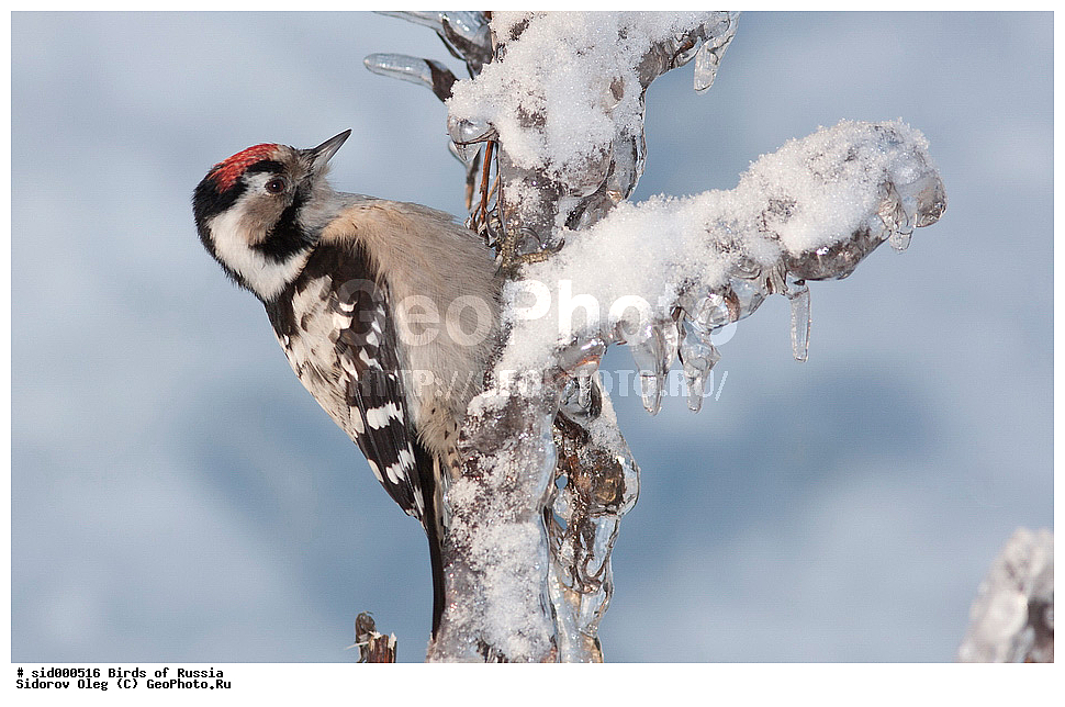 �����, ��������, ������, ����� �������, ����� ������� �����, ��������, ��������, ��������, �����������, �����, �����, XYZ, ������, ��������, �����, ��������� ��������, Picidae, ����� ������ �����, ����� ������� �����, ����� �����, Picoides minor, Dendrocopos minor