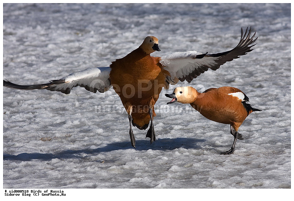 �����, ��������, ������, ����� �������, �����, ������� ����, ��������, ��������, �����, �����, ��������, �����������, �����������������, ������������� �����, ������������� �����, XYZ, ������, Anatidae �����, ������� ����, Tadorna ferruginea