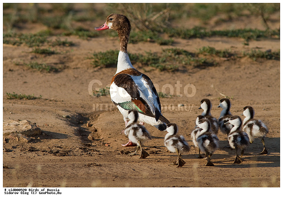 �����, ��������, ������, ����� �������, ��������, ��������, �����, �����, ��������, �����������, �����������������, ������������� �����, ������������� �����, XYZ, ������, Anatidae, �������, ������, Tadorna tadorna