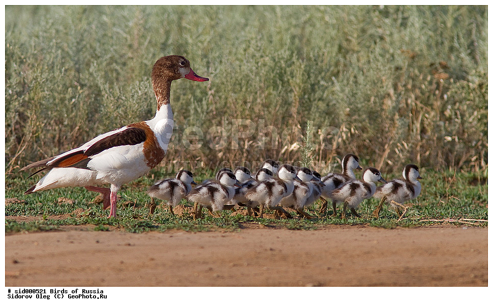 �����, ��������, ������, ����� �������, �������, ����, ��������, ��������, �����, �����, ��������, �����������, �����������������, ������������� �����, ������������� �����, XYZ, ������, Anatidae, �������, ������, Tadorna tadorna