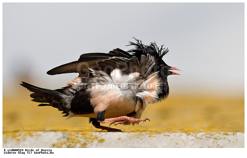 �����, ��������, ������, ����� �������, ������� �������, ��������, ��������, �����, �����, ��������, �����������, XYZ, ����������, Sturnidae, ������� �������, Sturnus roseus, Pastor roseus