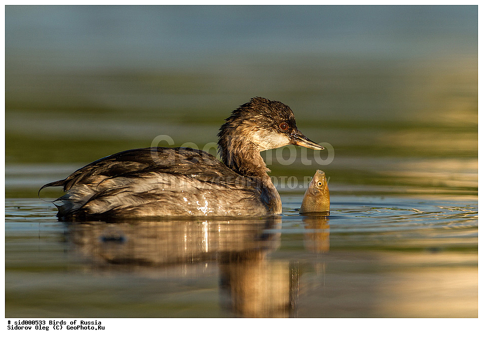 �����, ��������, ������, ����� �������, ����������� �������, ��������, ��������, �����, �����, ��������, �����������, ������� �����, ������� �����, ����������, Podicipedidae, ����������� �������, Podiceps nigricollis, XYZ