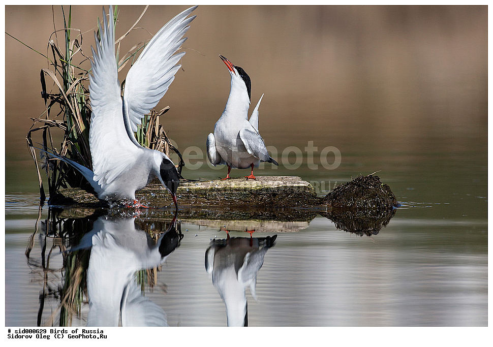 �����, ��������, ������, ����� �������, ������ ������, ��������, ��������, �����, �����, ��������, �����������, ������� �����, ������� �����, XYZ, ���������, Sternidae, ������ ������, ������������ ������, Sterna hirundo