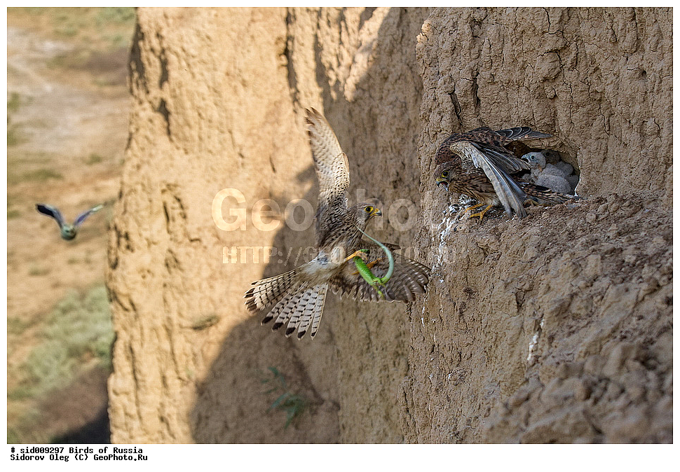 �����, ��������, ������, ����� �������, ������������ ���������, ������, ������, ������� �������, �����������, ��������, ��������, ������ �����, ������ �����, ��������, �����������, XYZ, ���������, Falconidae, ������������ ���������, Falco tinnunculus