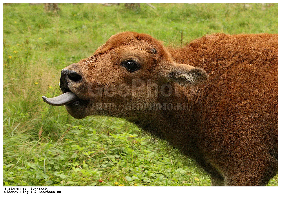 ������, ��������, �����, �������������, �������� ����, ��������, ��������, �������������, �������������, �����, �����, XYZ, ���������, Bovidae, ������, ���, ���, Bos taurus taurus