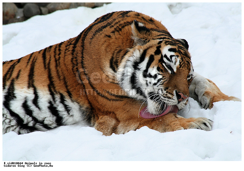 ������, ��������, ��������, �������������, �������������, �����, �����, �������, ������, XYZ, �������, Felidae, ����, Panthera tigris, �������, ������, �������������