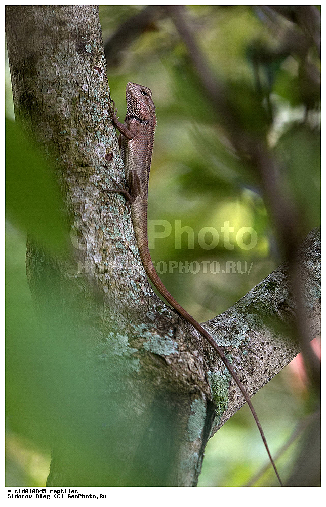 ��������, ��������������