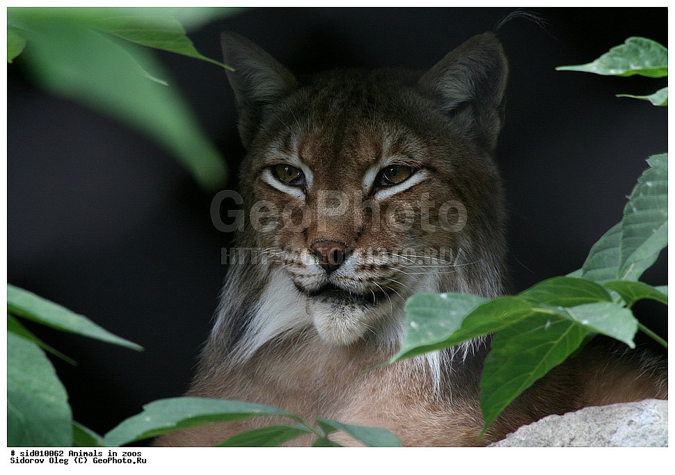 ������, ��������, ��������, �������������, �������������, �����, �����, �������, ������, XYZ, �������, Felidae, ������������ ����, Lynx lynx, �������, ������, �������������