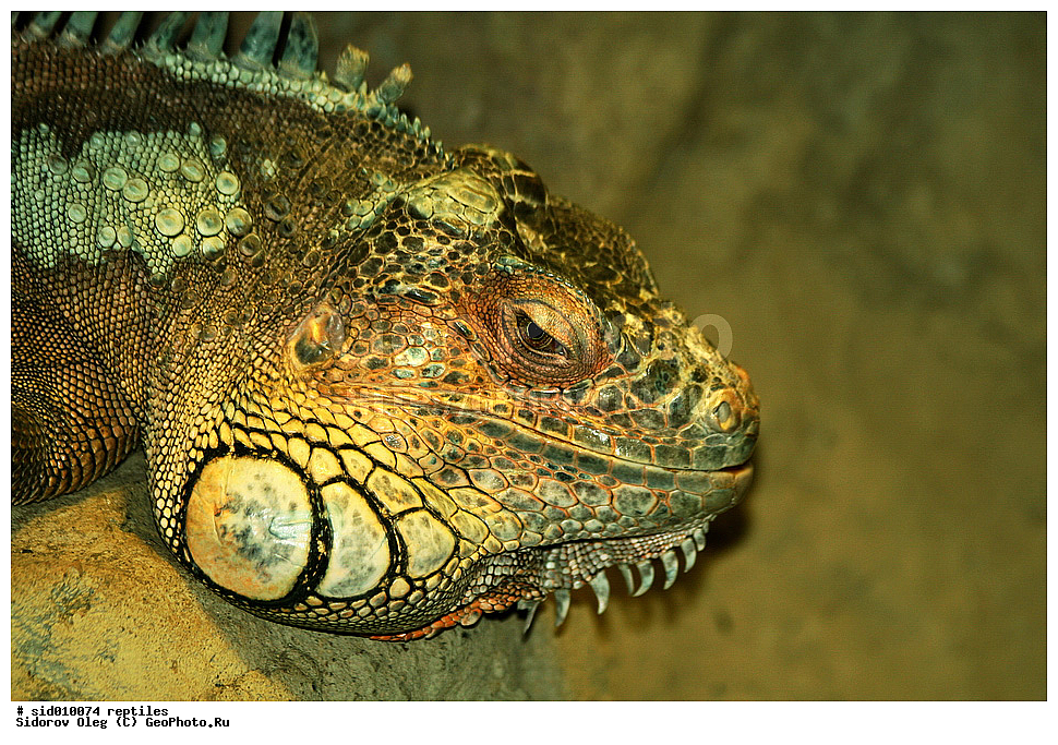 ��������, ��������������