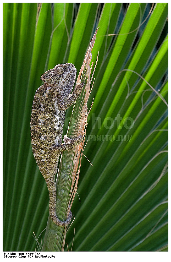 ��������, ��������������