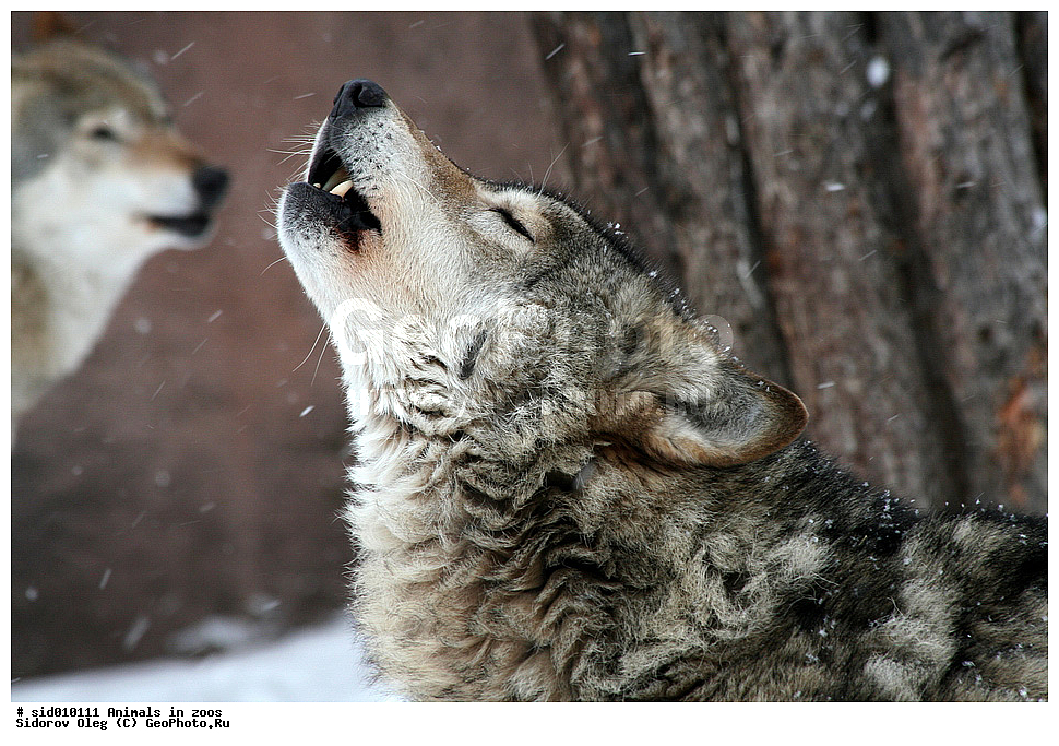 ������, , ��������, �����, �������, ���� , ��������, ��������, �������������, �������������, �����, �����, �������, ������, XYZ, ������, �������, ������, Canidae, ����� ����, ����, ������������ ����, Canis lupus, �������, ������, �������������