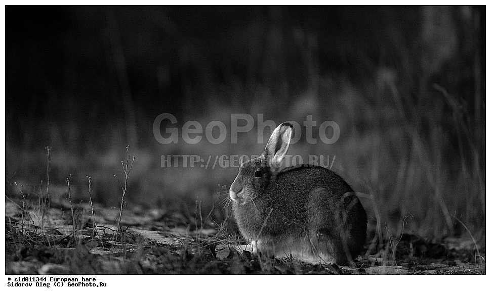 ������, ��������, �����, ����, �����, ��������, ��������, �������������, �������������, �����, �����, XYZ, ��������, Leporidae, ����-�����, �����, Lepus timidus